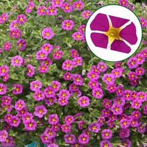 Afbeelding van Calibrachoa P12 Magenta Island